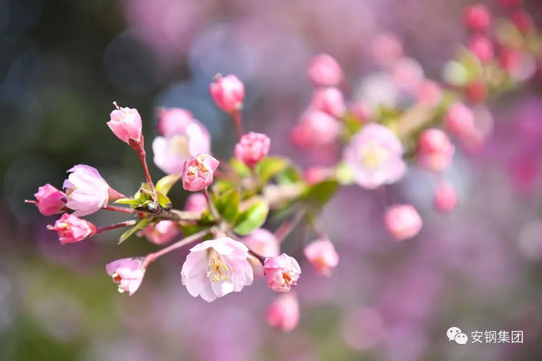 鋼城邁進(jìn)“春天里”